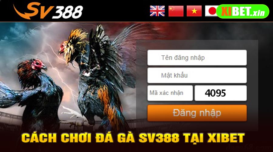 Cách Chơi Đá Gà SV388 Tại XiBet