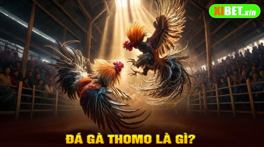 Đá Gà Thomo Là Gì?