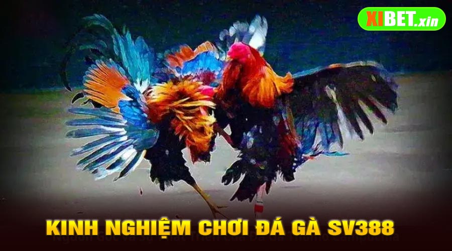 Kinh Nghiệm Chơi Đá Gà SV388 Tại XiBet Luôn Thắng