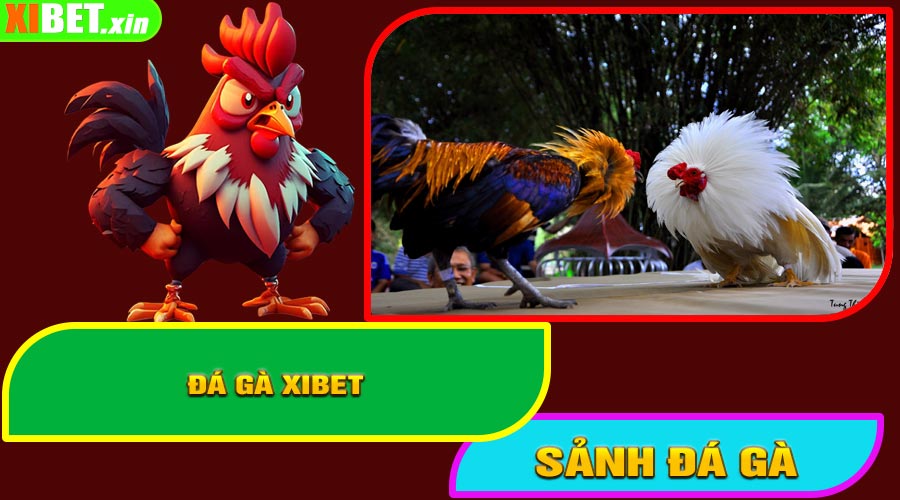 Đá Gà XiBet