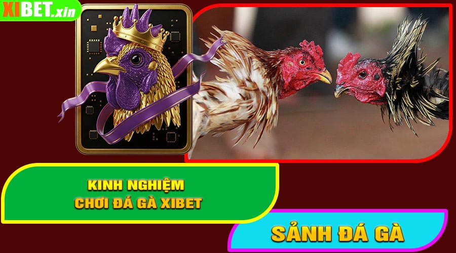 Kinh Nghiệm Chơi Đá Gà XiBet Hiệu Quả