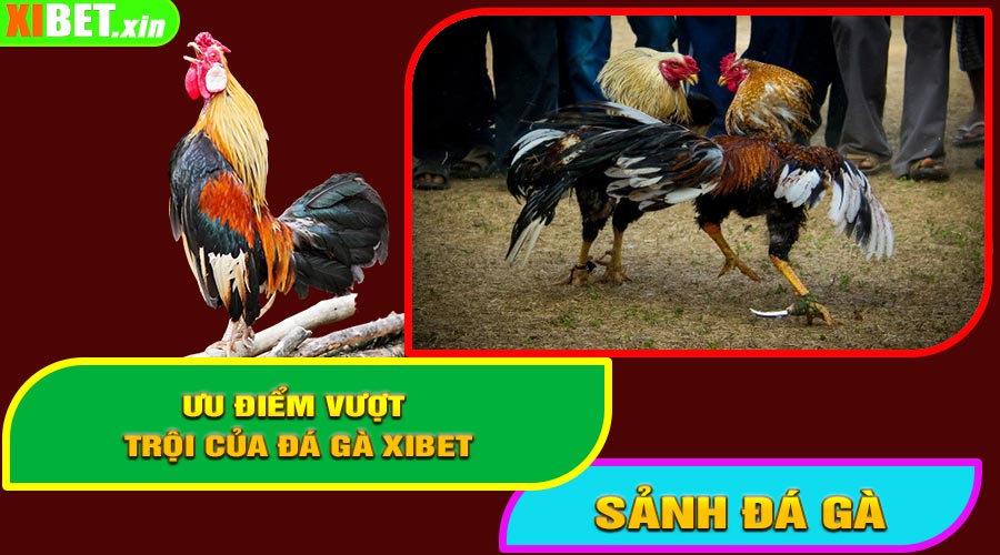Ưu Điểm Vượt Trội Của Đá Gà XiBet