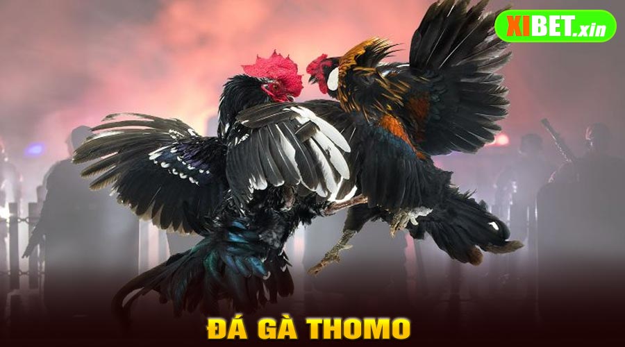 Đá Gà Thomo
